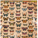 Traveler Alberto Juarez - Paper Pad - Basiccrea